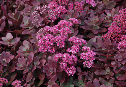 Firecracker Sedum