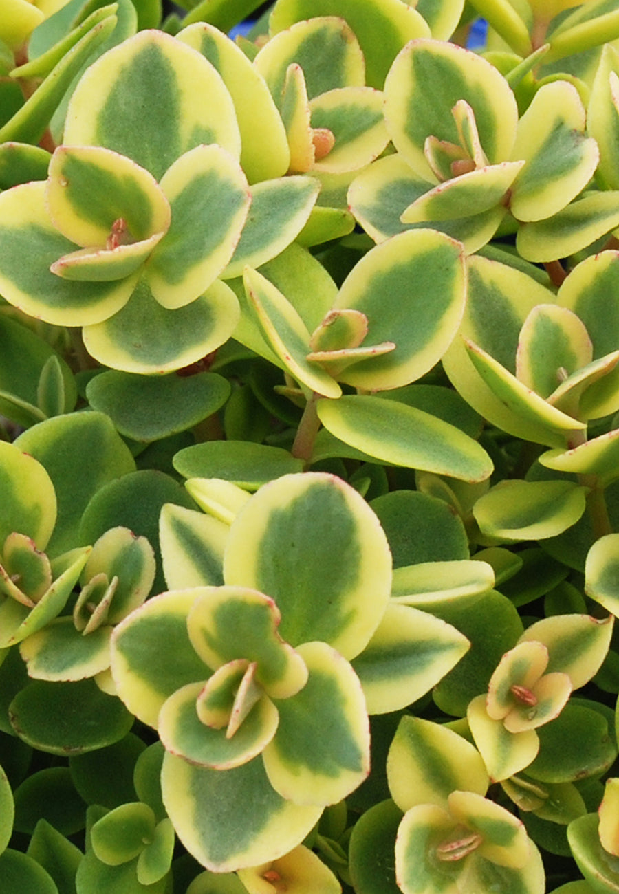 Lime Twister Sedum