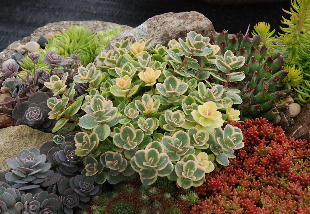 Lime Twister Sedum