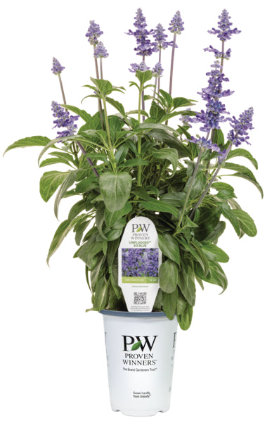 Unplugged So Blue Salvia