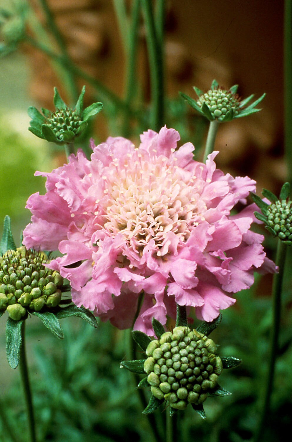 Pink Mist Pincushion Flower