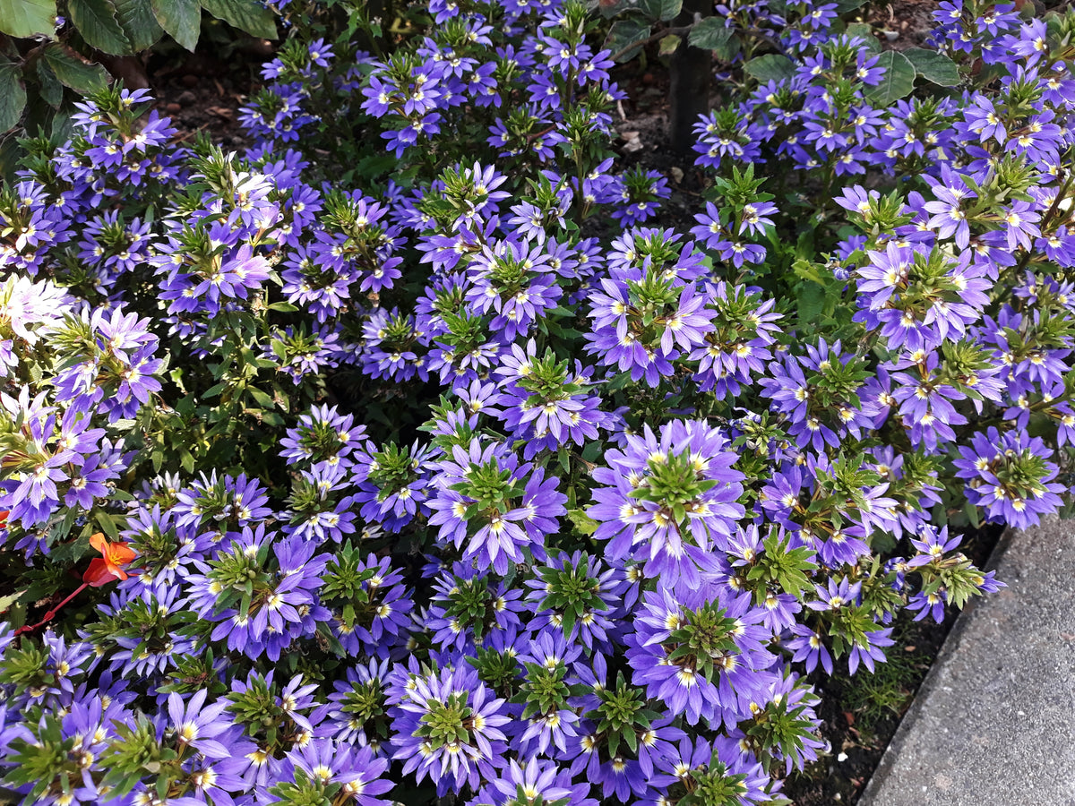 Blue Scaevola