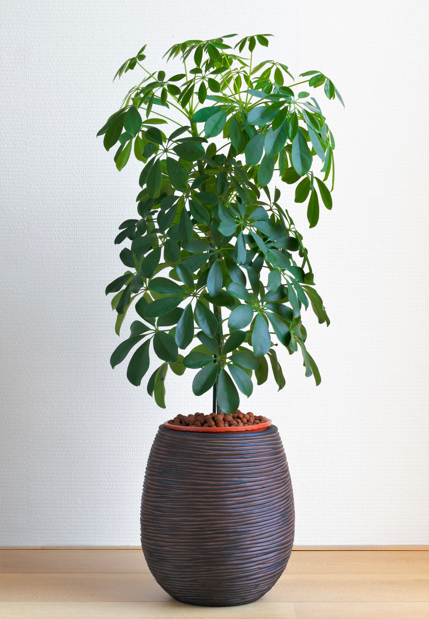 Braided Dwarf Umbrella Tree