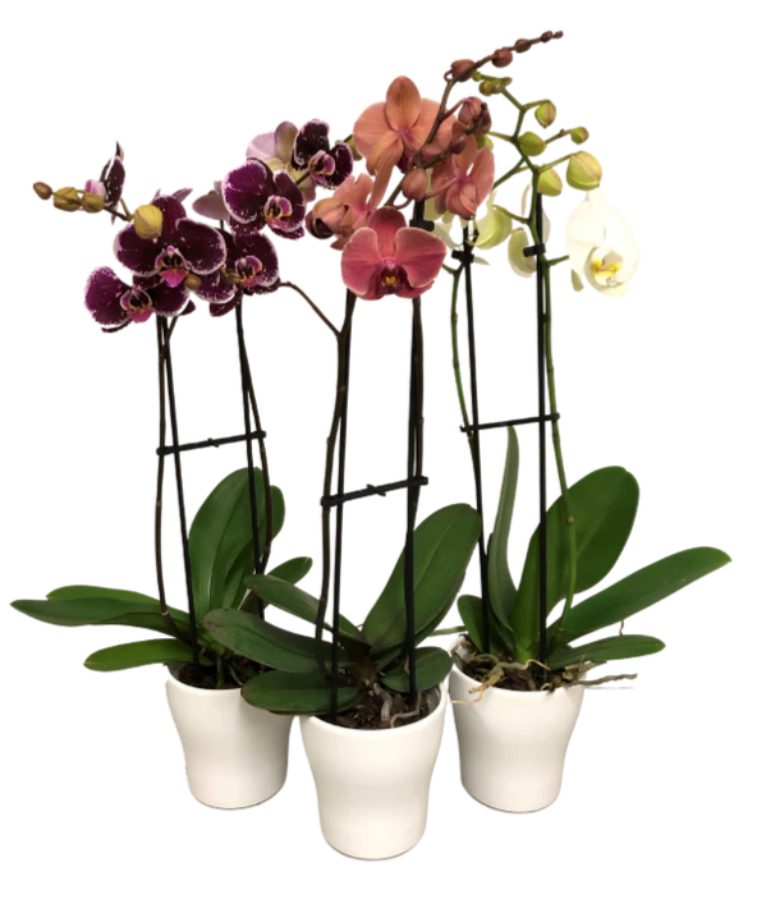 Double Spike Orchid