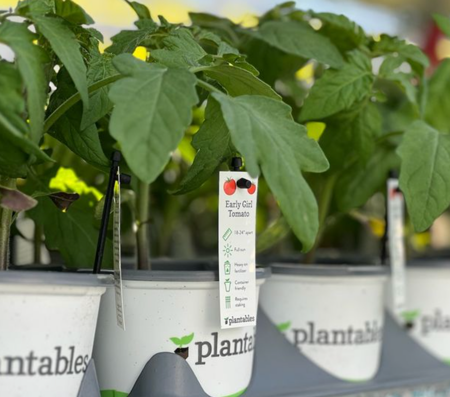 Jalapeno Pepper