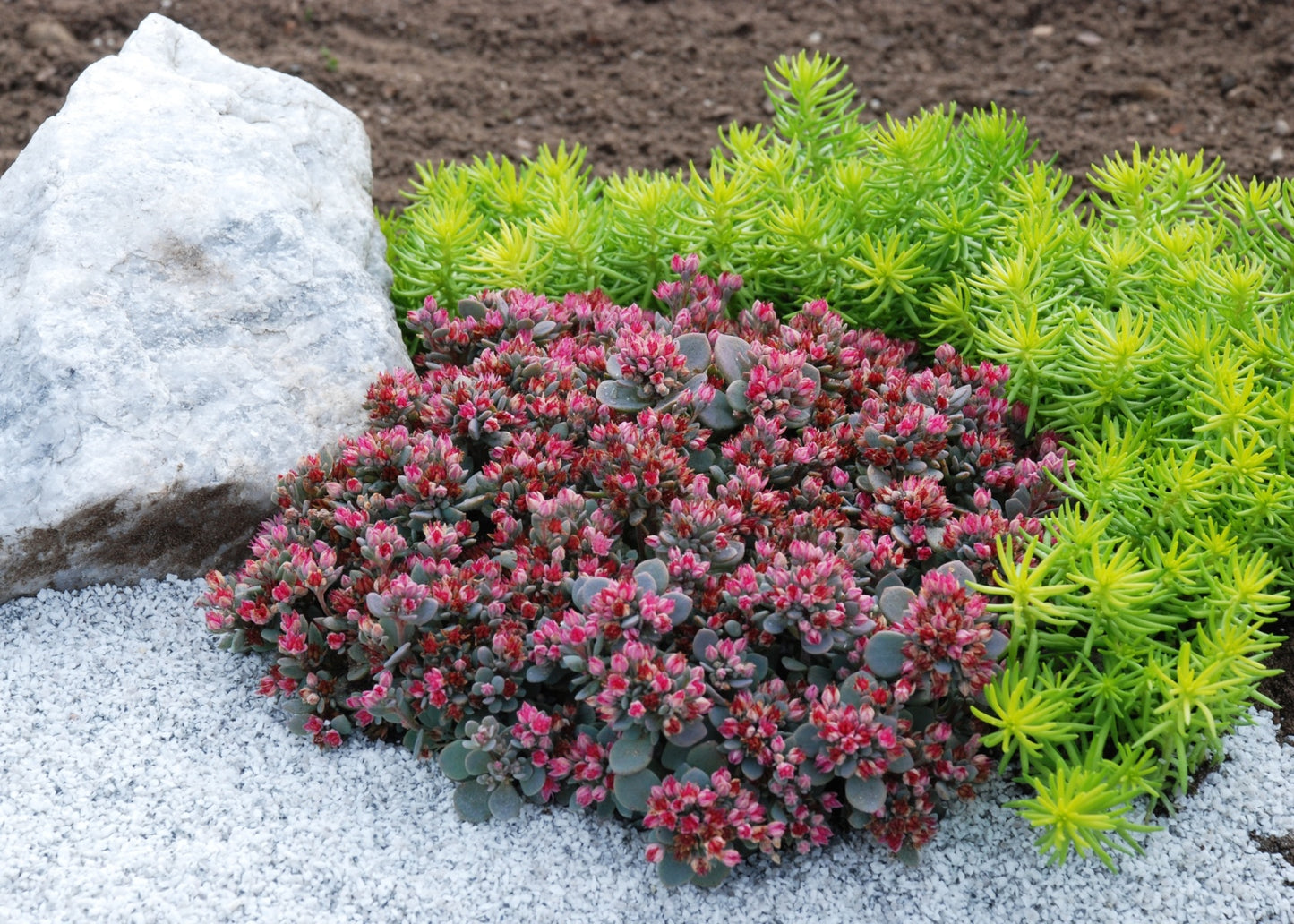 Blue Elf Sedum