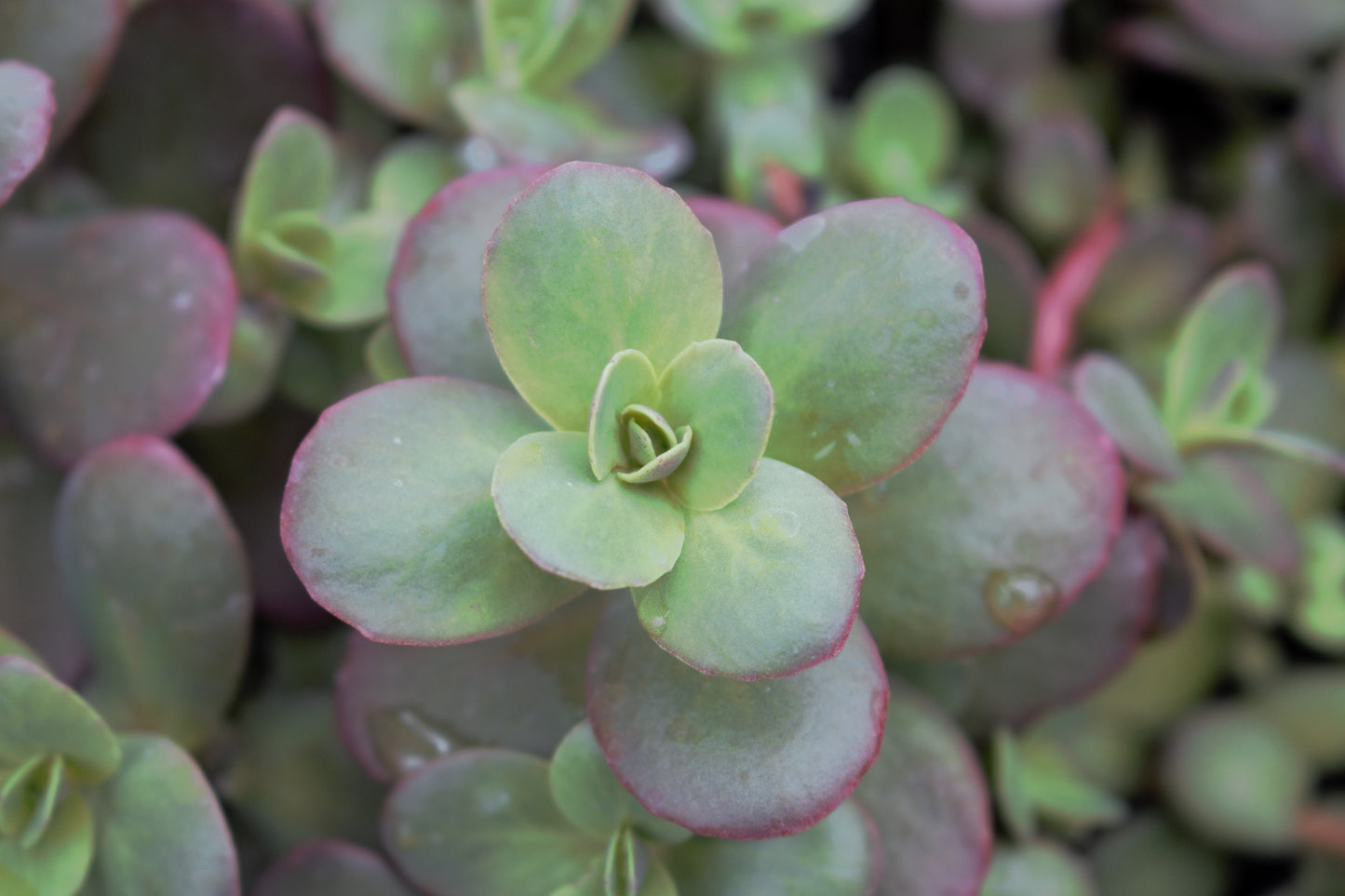 Cherry Tart Sedum