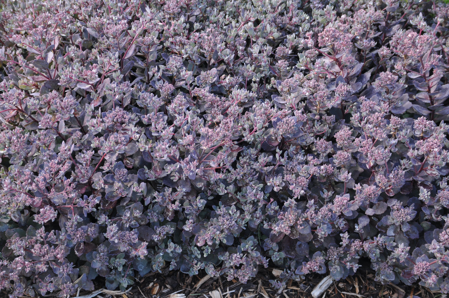 Dazzleberry Sedum