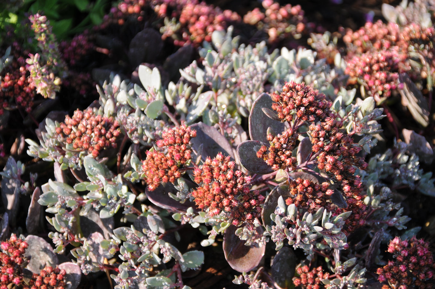 Dazzleberry Sedum