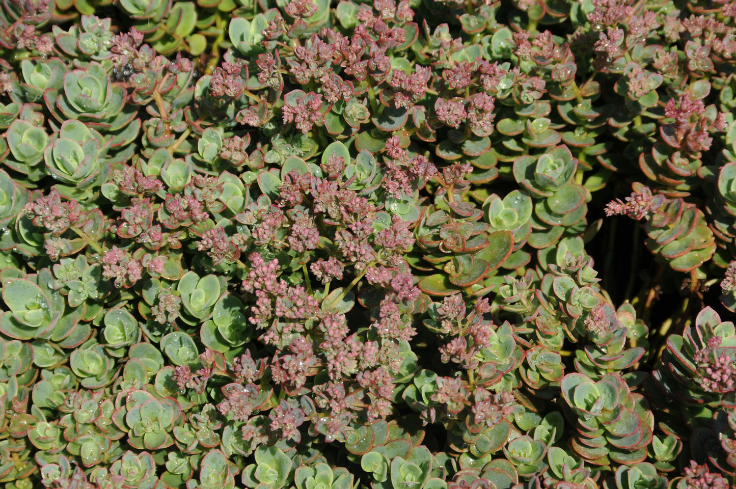 Lime Zinger Sedum