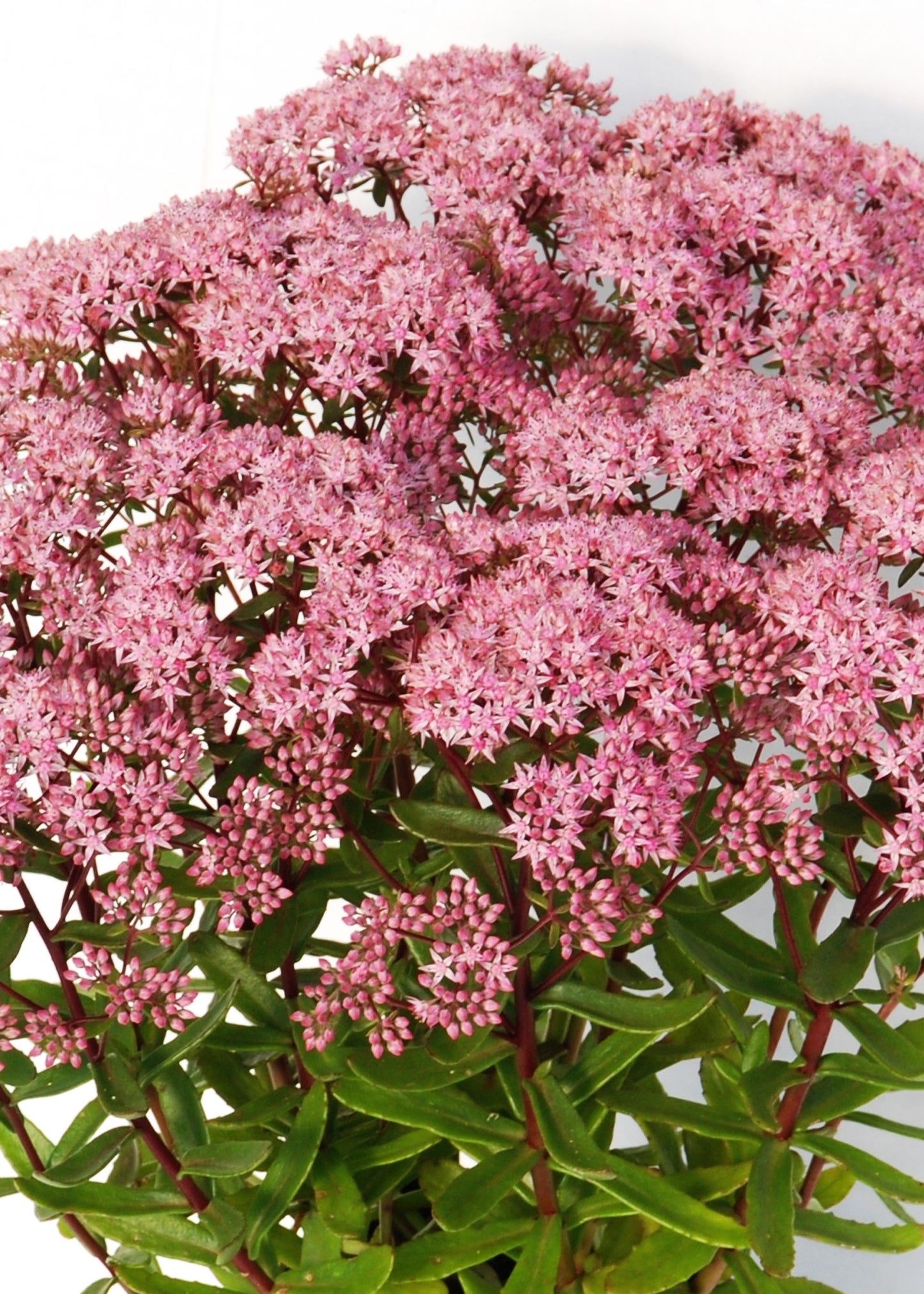 Jade Tuffet Sedum
