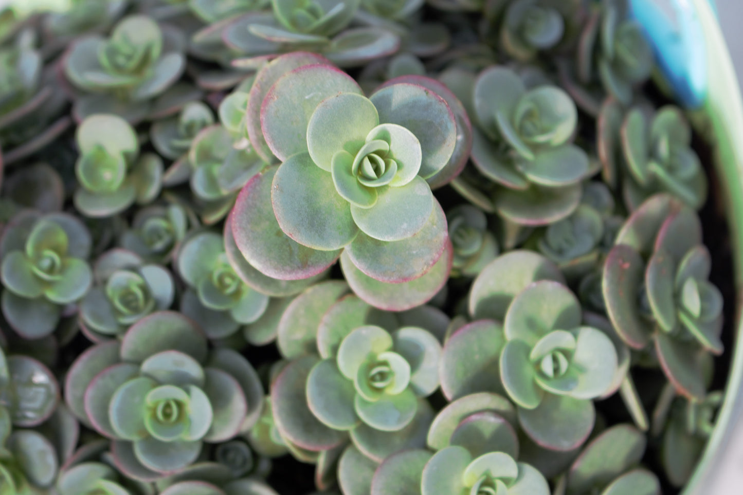 Lime Zinger Sedum