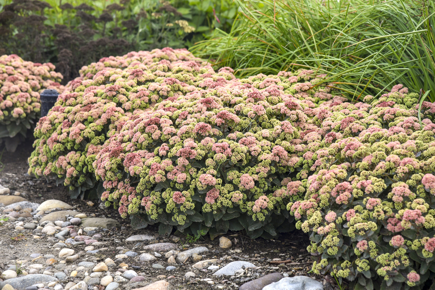 Coral Jade Sedum