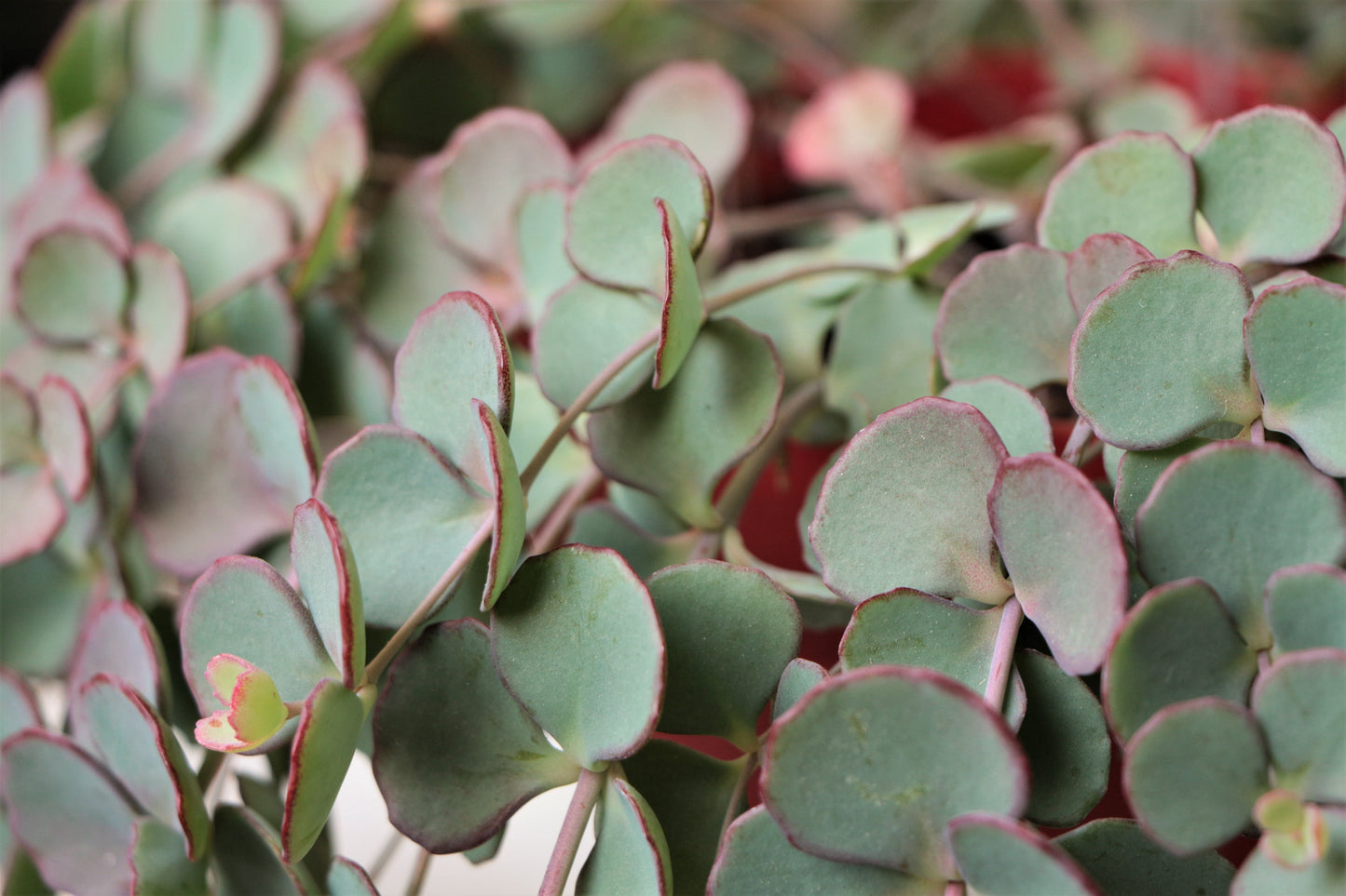 Siebold's Sedum