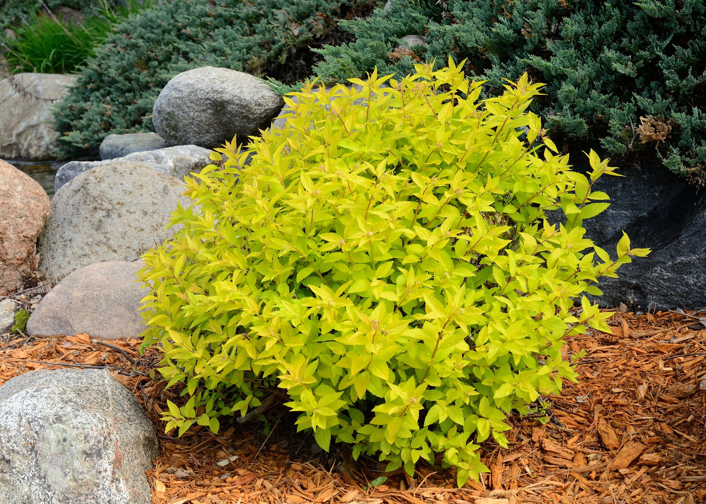 Goldmound Spirea
