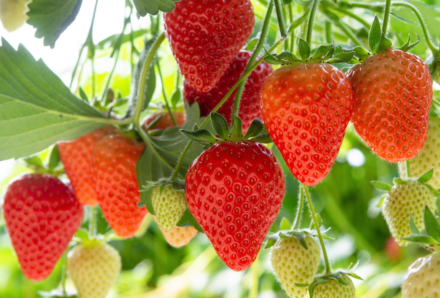 Everbearing Strawberry