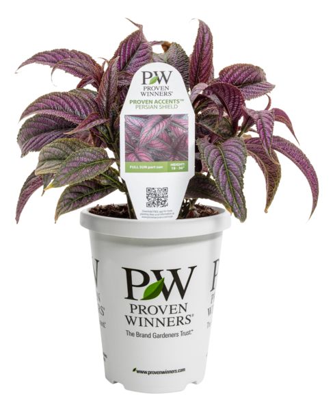 Persian Shield Strobilanthes