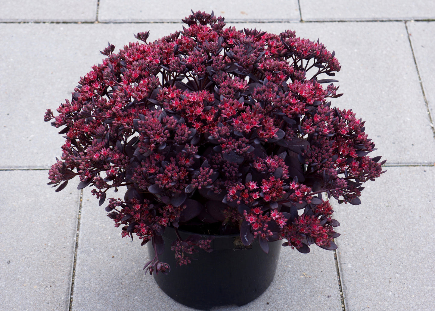 Plum Dazzled Sedum