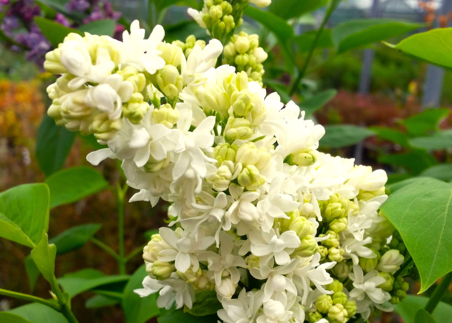 Madame Lemoine Lilac
