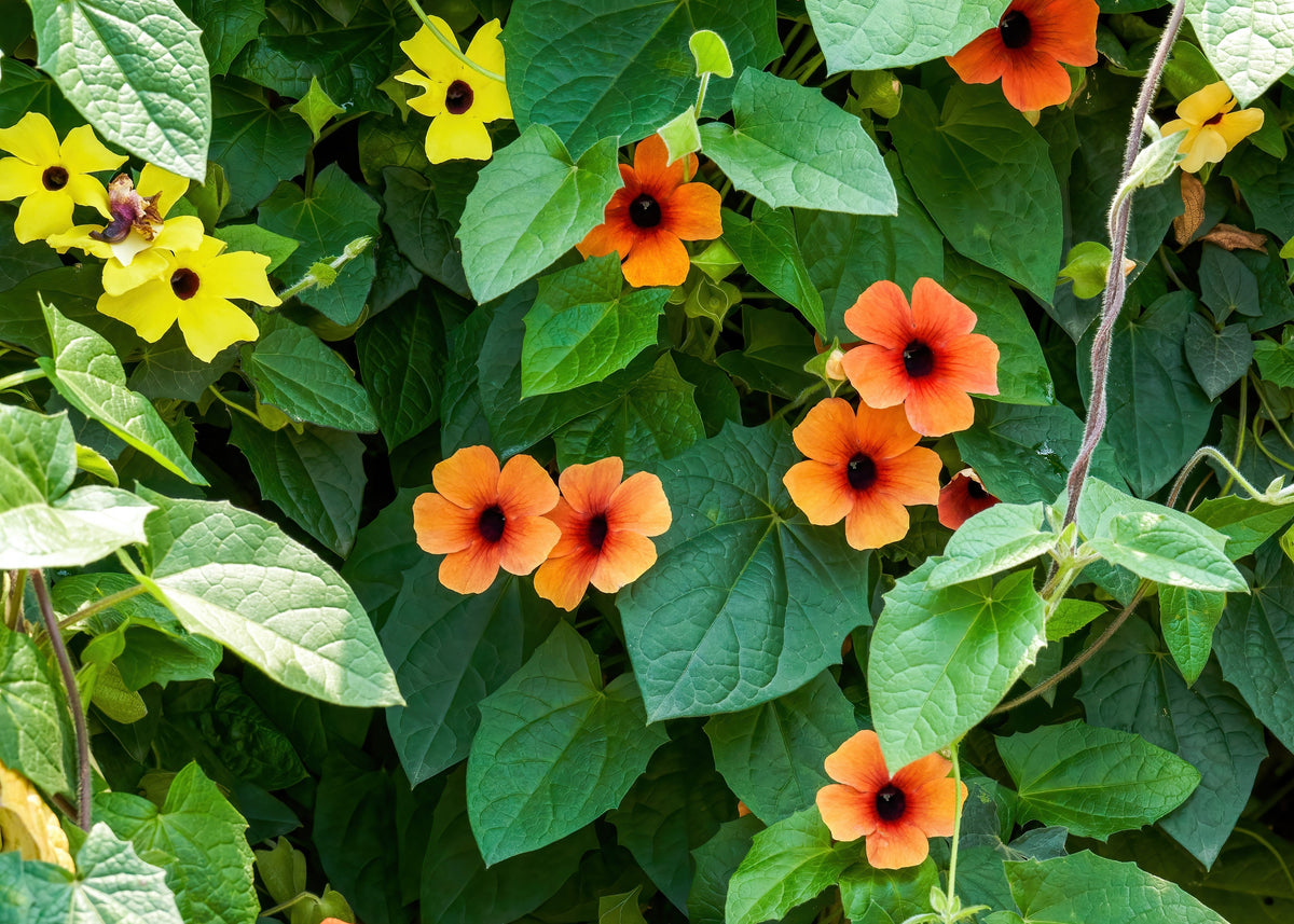 Black-Eyed Susan Vine Assorted