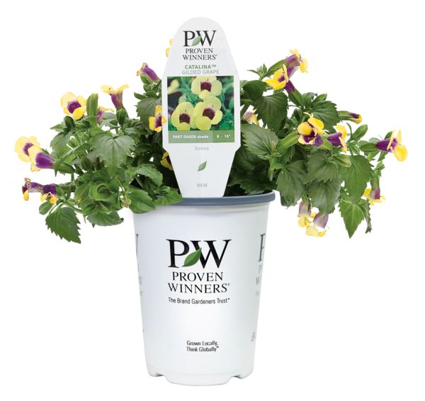Catalina Gilded Grape Torenia
