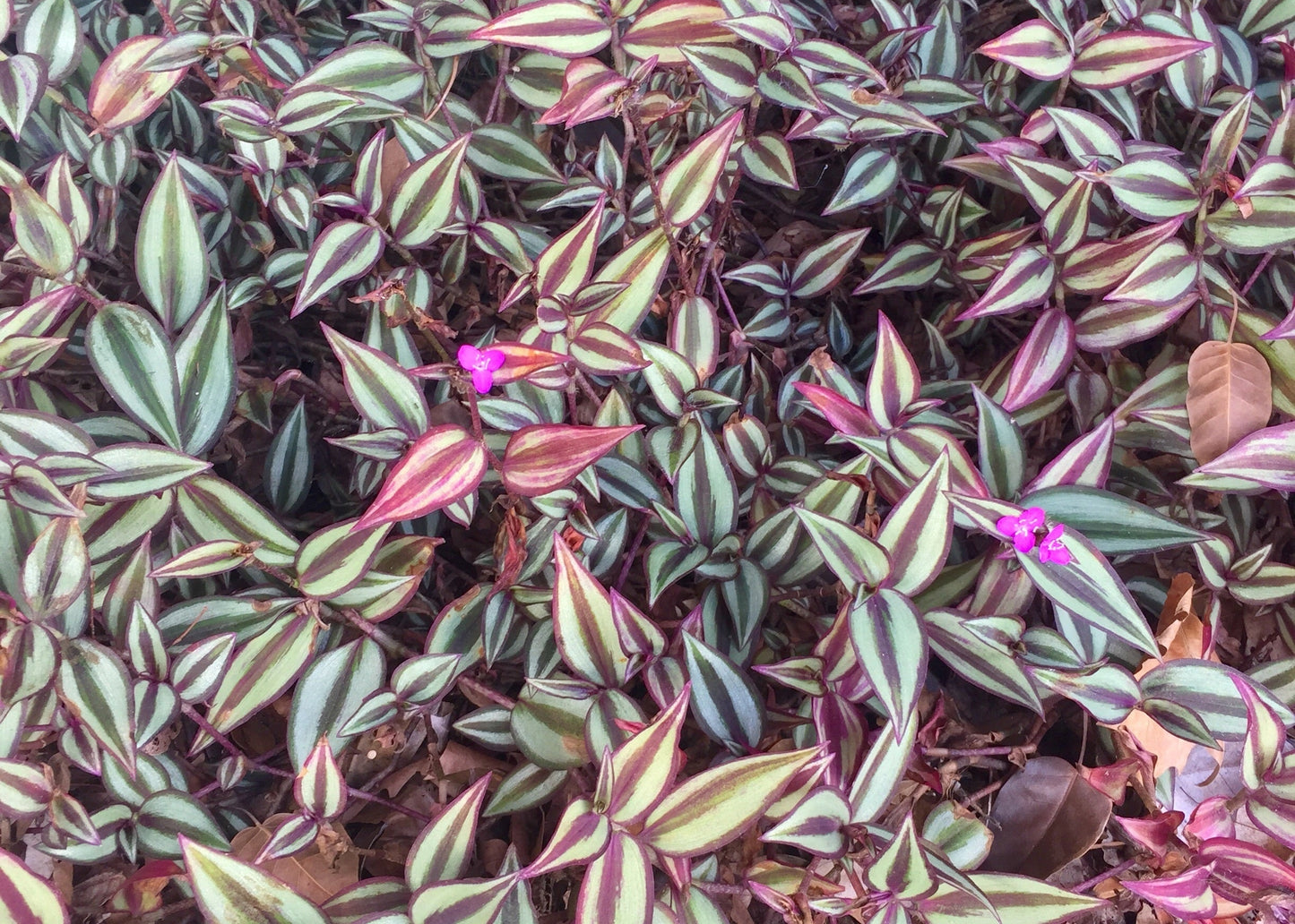 Tradescantia
