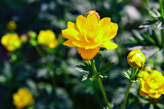 Golden Globe Globe Flower