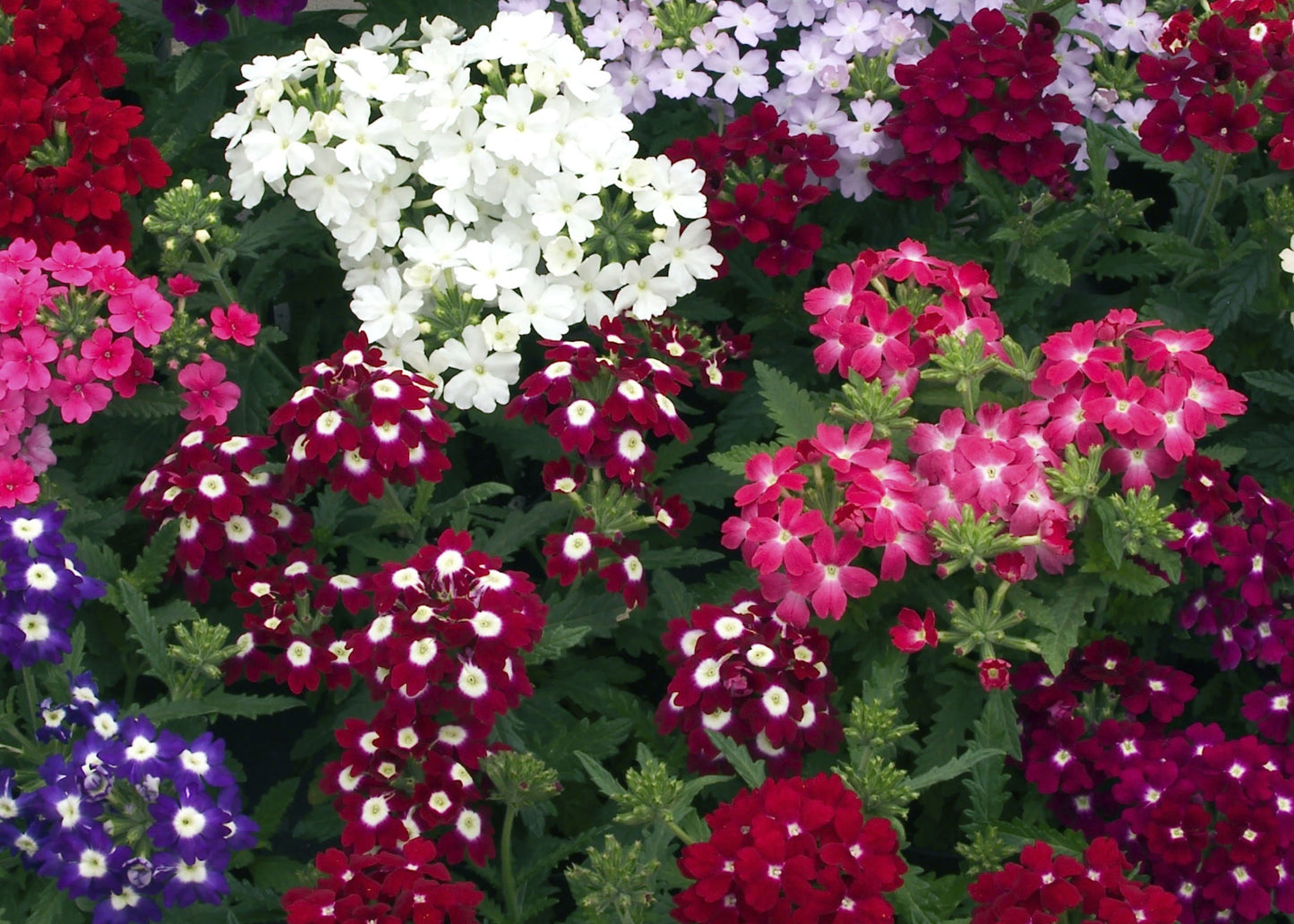 Mammoth Mix Verbena