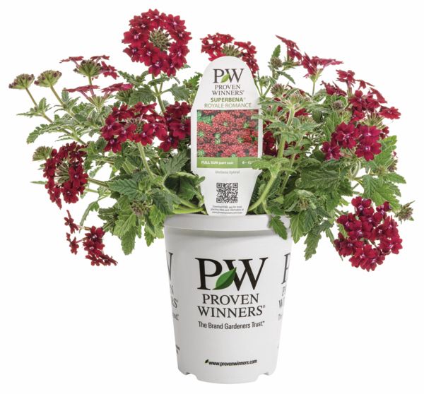 Royale Romance Superbena Verbena