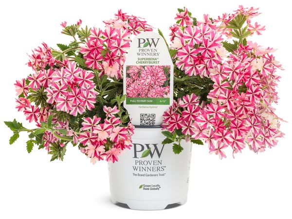 Royale Cherryburst Superbena Verbena
