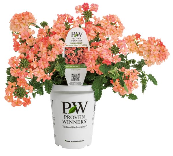 Peachy Keen Superbena Verbena