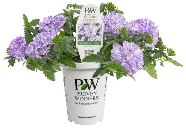 Stormburst Superbena Verbena