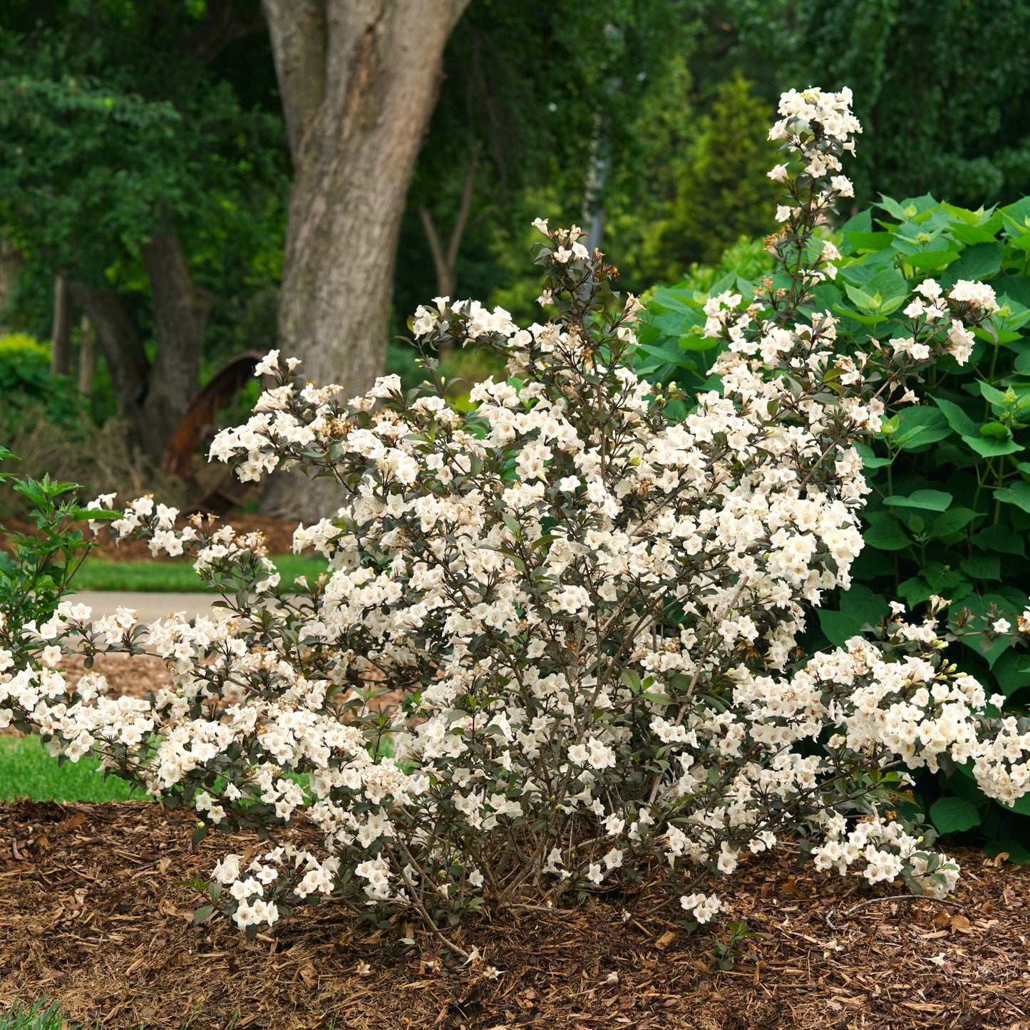 Wine & Spirits Weigela