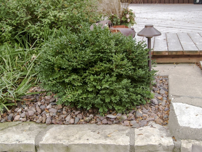 Green Velvet Boxwood