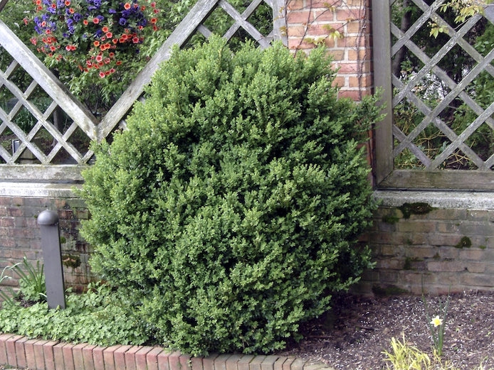 Green Mountain Boxwood
