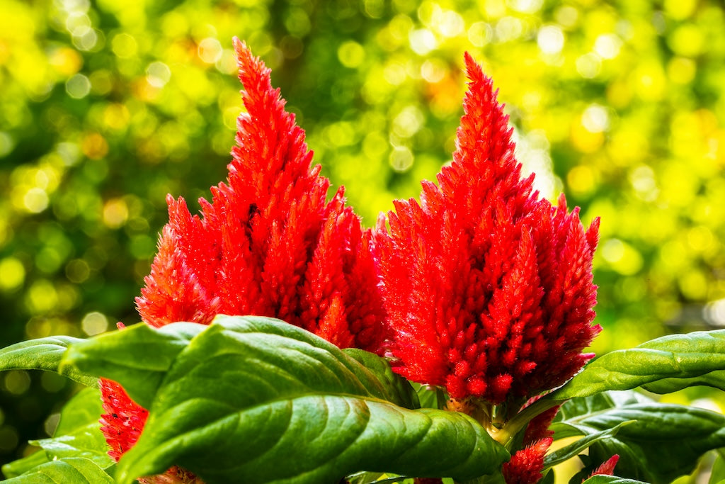 Celosia - Kosmo Cherry Red
