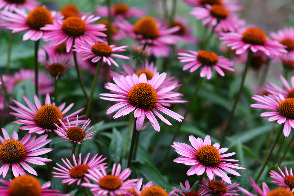 Canadian Beauties - Purple Coneflower