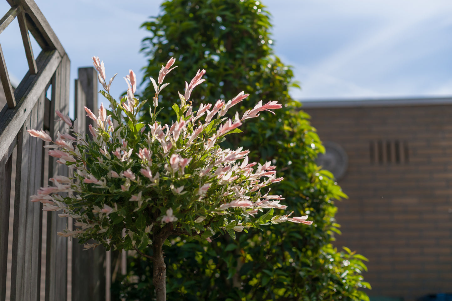 Hakuro-Nishiki Dappled Willow Standard