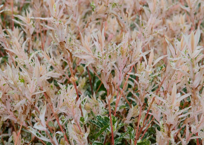 Flamingo Dappled Willow