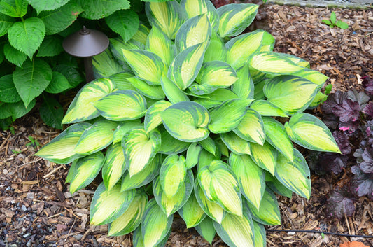 Emerald Tiara Hosta