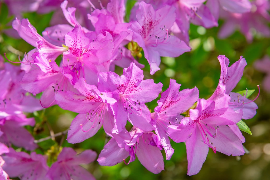 Western Lights Azaleas Bud ‘N Bloom