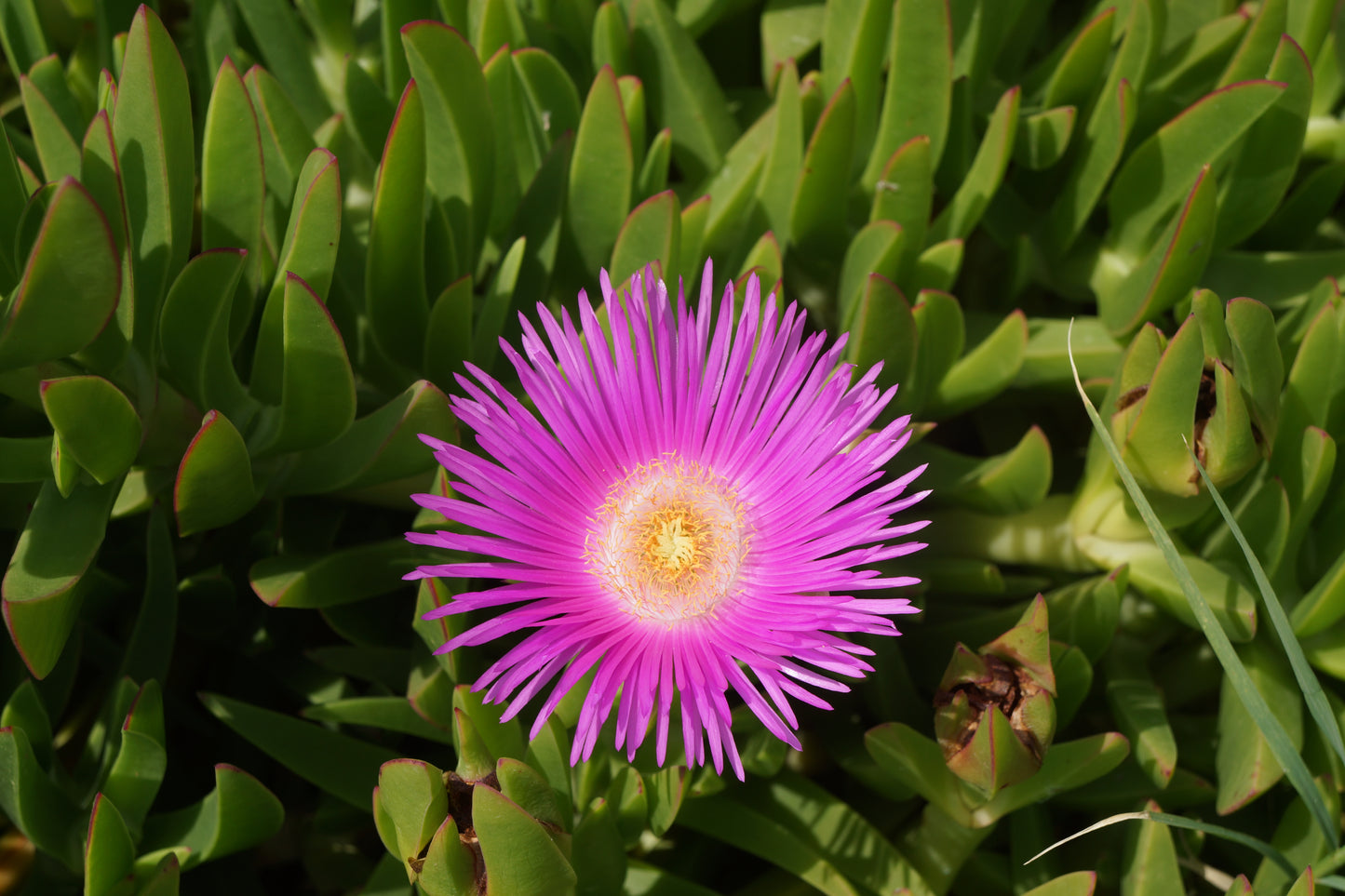 Hot Pink Ice Plant