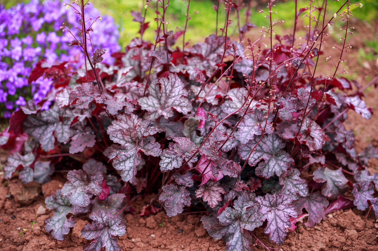 Palace Purple Coral Bells