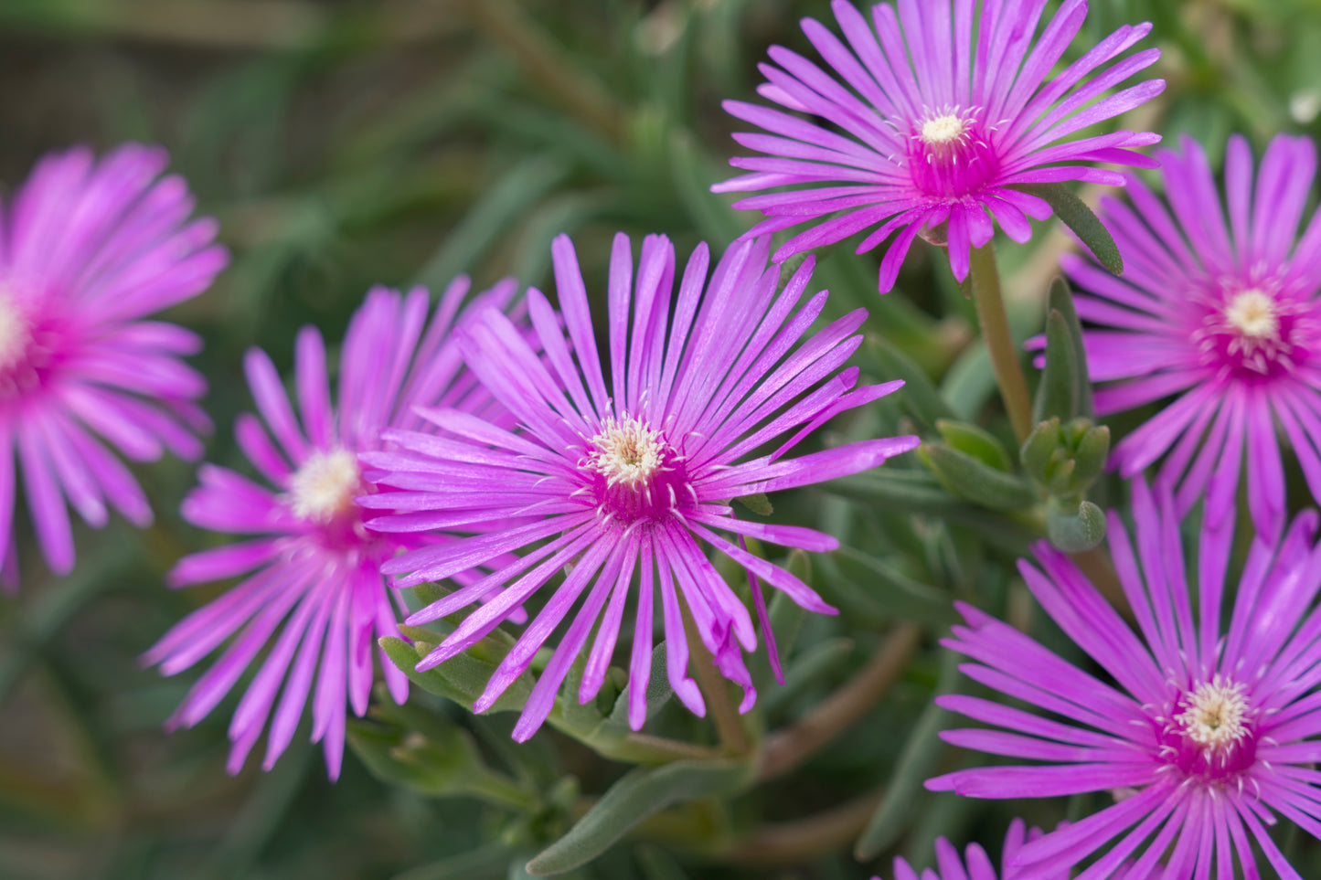 Purple Hardy Ice Plant