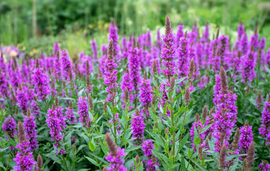 Purpleicious Speedwell