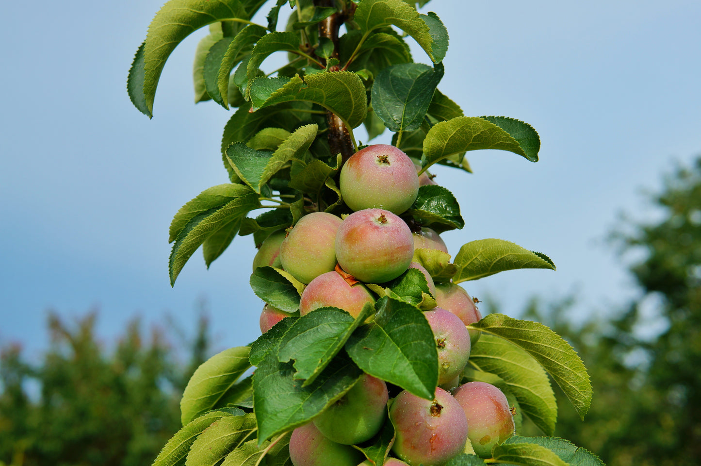 Golden Treat™ Columnar Apple