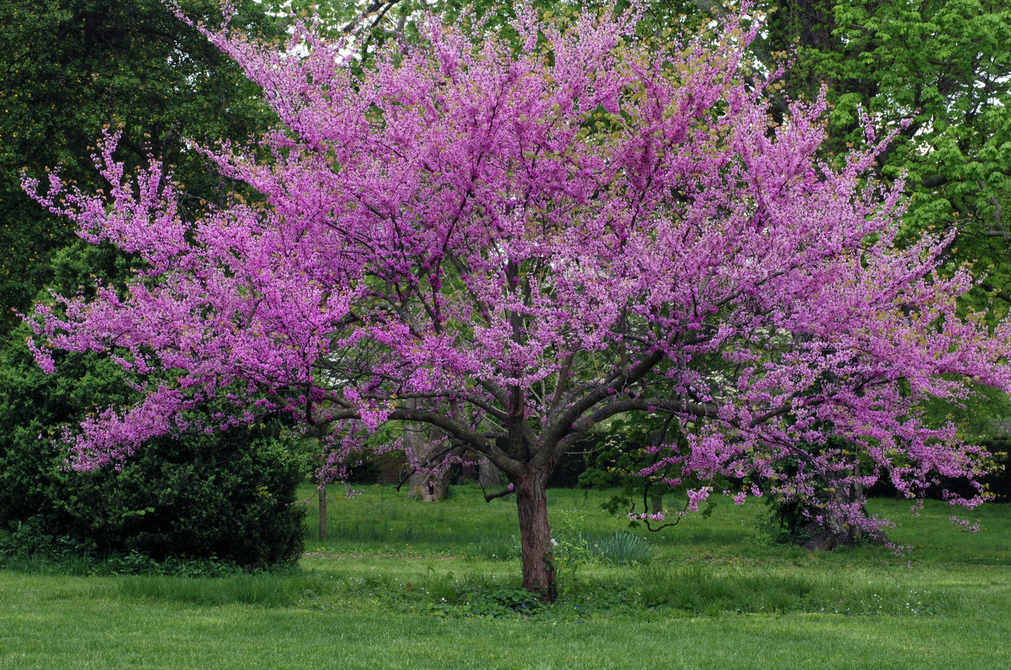 Midnight Express™ Eastern Redbud