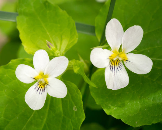 Ontario Natives - White Violet