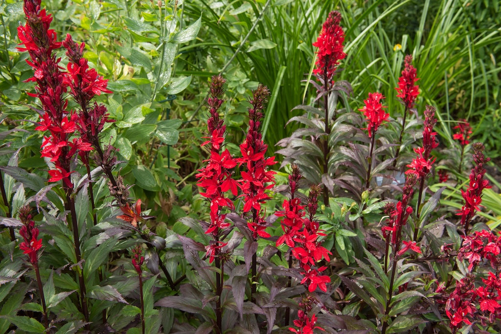 Queen Victoria Lobelia