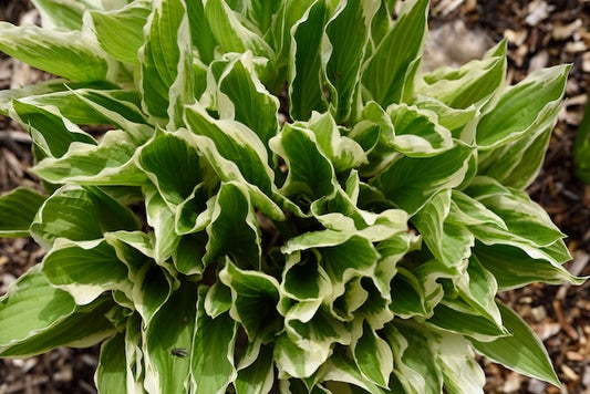 Electrocution Hosta